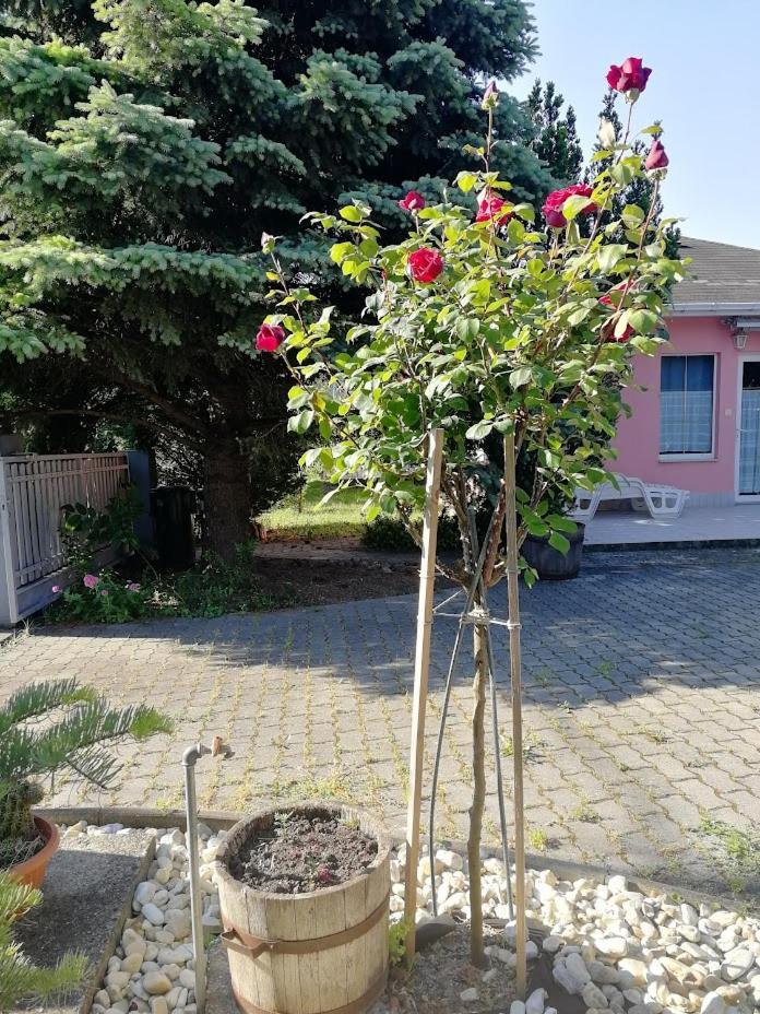 Feszek Apartmanhaz Vonyarcvashegy Eksteriør bilde